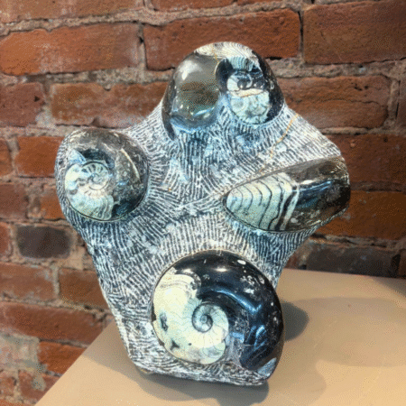 Ammonite and Orthoceras Fossil