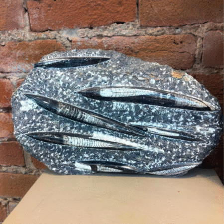 Orthoceras Fossil Polished Slab